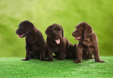 Park yeşil çimenlerin üzerinde oturan çikolata Labrador Retriever yavruları 