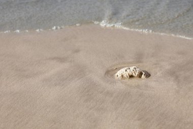 Ölü mercan kum üzerinde gelgit tarafından yaptı parçası. Metin için yer