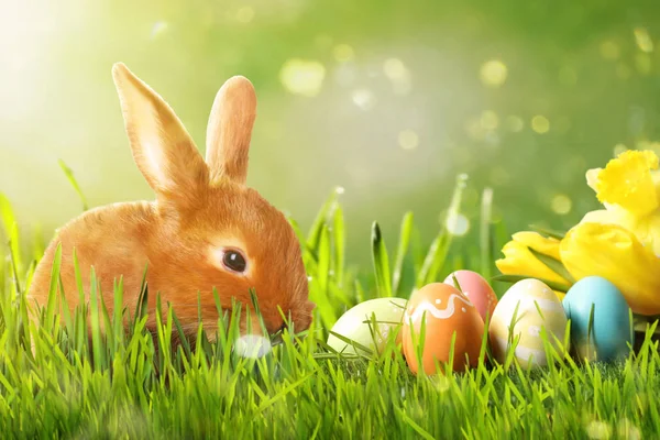 Adorable Conejito Pascua Huevos Colores Sobre Hierba Verde Jardín — Foto de Stock