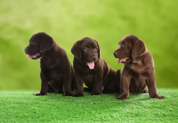 Czekoladowe Szczenięta Labrador Retriever Siedząc Zielonej Trawie Parku — Zdjęcie stockowe