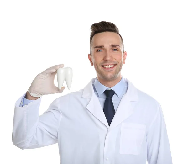 白い背景の上の歯のモデルを保持している男性歯科医 — ストック写真