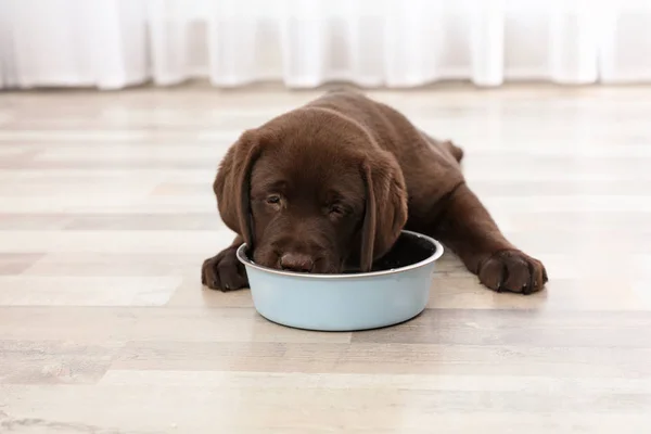 Chocolate Labrador Retriever Cachorro Comendo Comida Tigela Casa — Fotografia de Stock