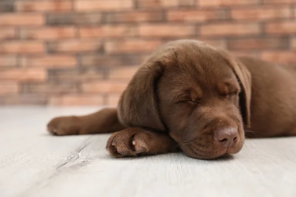 巧克力拉布拉多猎犬小狗睡在地板室内 — 图库照片