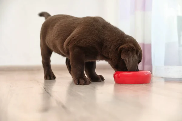 Σοκολάτα Κουτάβι Labrador Retriever Κατανάλωση Τροφίμων Από Μπολ Στο Σπίτι — Φωτογραφία Αρχείου