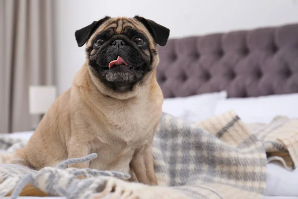 Feliz Cachorro Bonito Cão Cama Dentro Casa — Fotografia de Stock