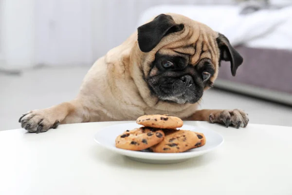 Ευτυχισμένος Χαριτωμένο Pug Σκυλί Πλάκα Από Cookies Εσωτερικούς Χώρους — Φωτογραφία Αρχείου