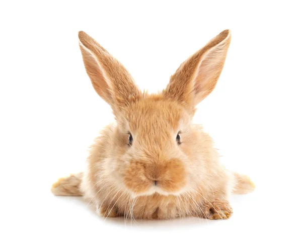 Adorable Furry Easter Bunny White Background — Stock Photo, Image