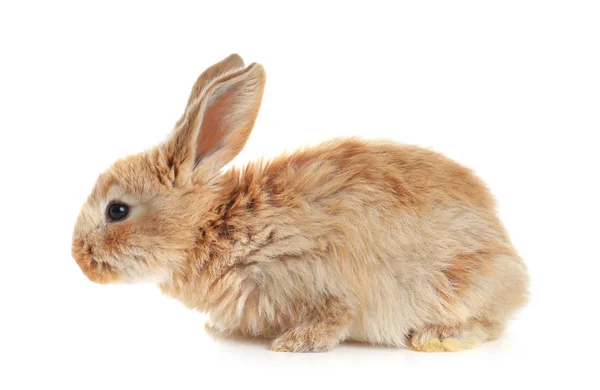 Çok Güzel Tüylü Paskalya Tavşanı Beyaz Arka Plan Üzerinde — Stok fotoğraf