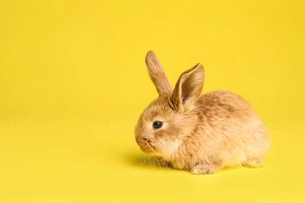 Adorável Peludo Coelho Páscoa Fundo Cor Espaço Para Texto — Fotografia de Stock