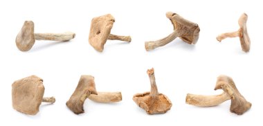 Beyaz arka plan üzerinde Kurutulmuş mantar ayarla