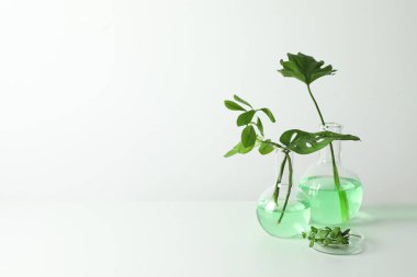 Laboratuar kapkacakları bitkiler üzerinde beyaz arka plan ile. Kavramı kimya