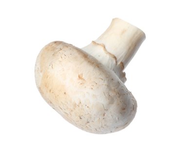 Taze champignon mantar beyaz izole. Sağlıklı gıda