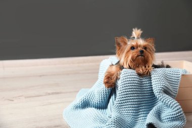 Yorkshire terrier kat gri duvarın, metin için yer ahşap sandık içinde. Mutlu köpek