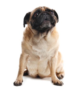 Beyaz izole mutlu sevimli pug köpek