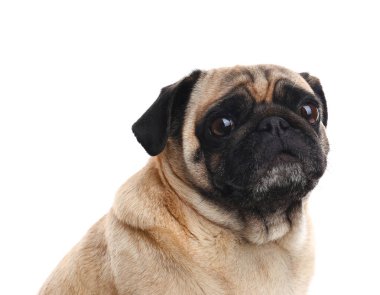 Beyaz izole mutlu sevimli pug köpek