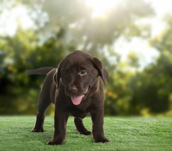 공원에서 잔디에 초콜렛 래브라도 리트리버 강아지 — 스톡 사진