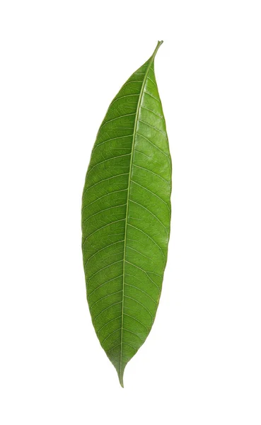 Fresh Green Mango Leaf White Background — Stock Photo, Image