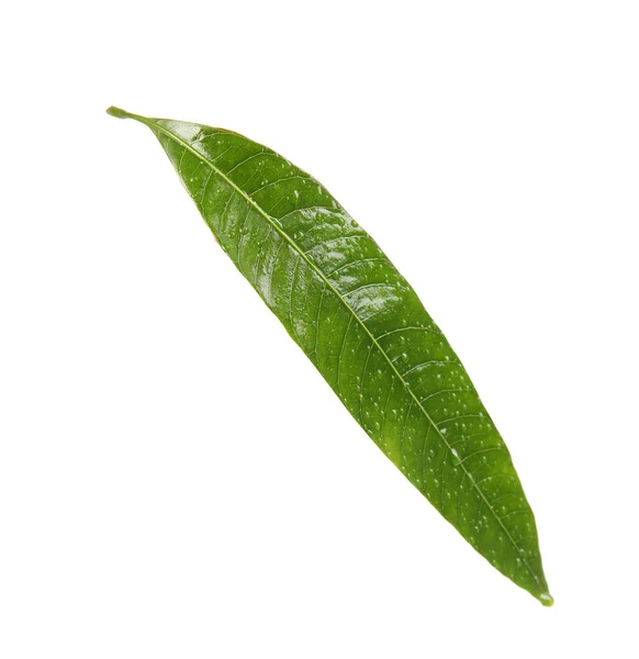 Grön Mango Blad Med Vattendroppar Vit Bakgrund — Stockfoto