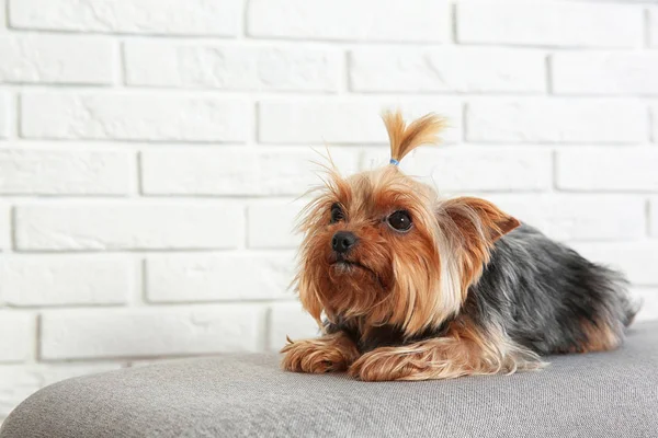 Yorkshire terrier tuğla duvar, metin için yer karşı bankta. Mutlu köpek