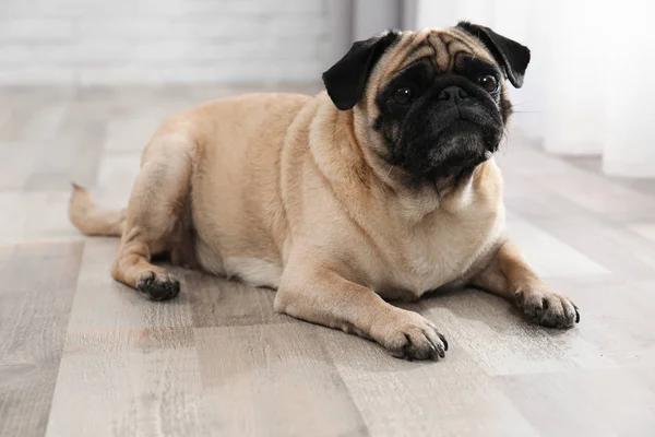 Happy Cute Pug Dog Floor Indoors — Stock Photo, Image