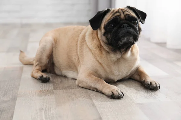 Gelukkig Schattig Pug Dog Verdieping Binnenshuis — Stockfoto