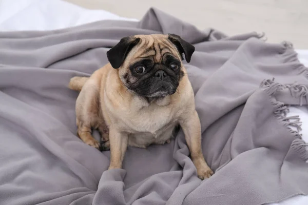 Happy Cute Pug Dog Grey Plaid Home — Stock Photo, Image