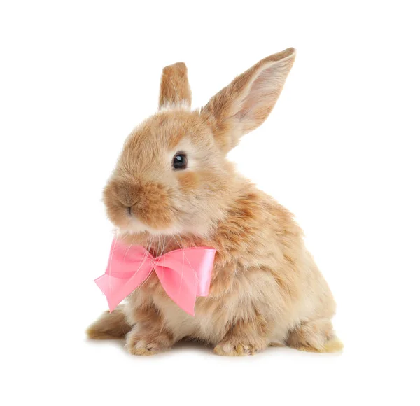 可爱的毛茸茸的复活节兔子与可爱的领结在白色背景 — 图库照片