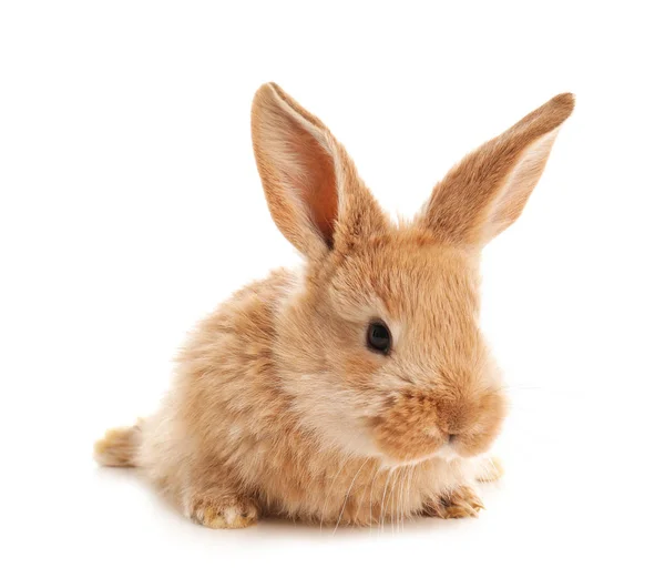 可爱的毛茸茸的复活节兔子在白色背景 — 图库照片