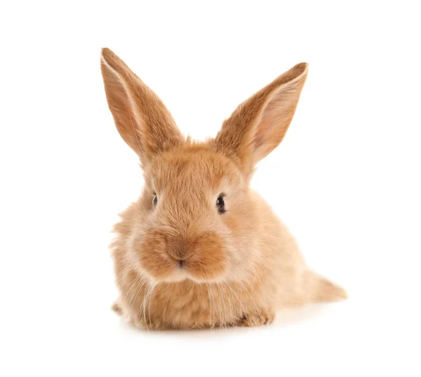 Adorable Furry Easter Bunny White Background — Stock Photo, Image