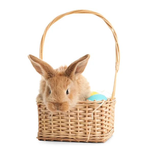 Adorable Furry Easter Bunny Wicker Basket Dyed Eggs White Background — Stock Photo, Image