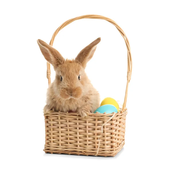 Adorable Furry Easter Bunny Wicker Basket Dyed Eggs White Background — Stock Photo, Image