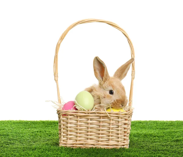 Adorable Furry Easter Bunny Wicker Basket Dyed Eggs Green Grass — Stock Photo, Image