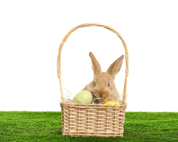 Adorable Furry Easter Bunny Wicker Basket Dyed Eggs Green Grass — Stock Photo, Image