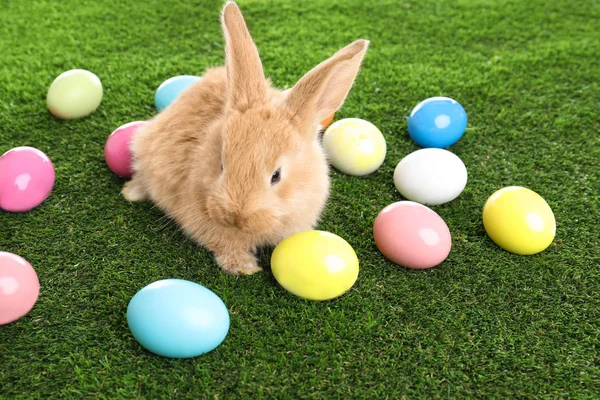 Чарівний Пухнастий Великодній Кролик Барвисті Яйця Зеленій Траві — стокове фото