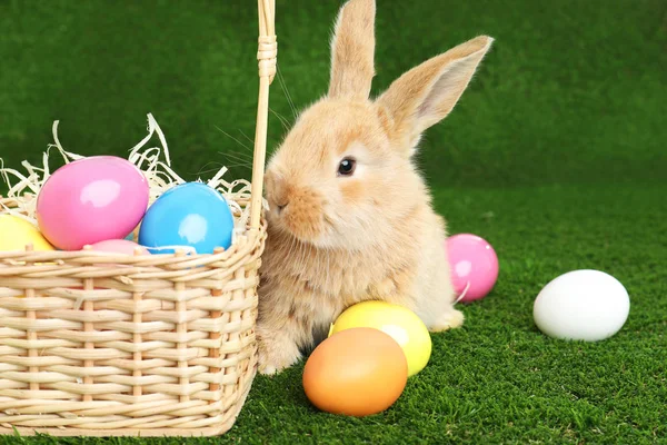 Adorable Furry Easter Bunny Wicker Basket Dyed Eggs Green Grass — Stock Photo, Image