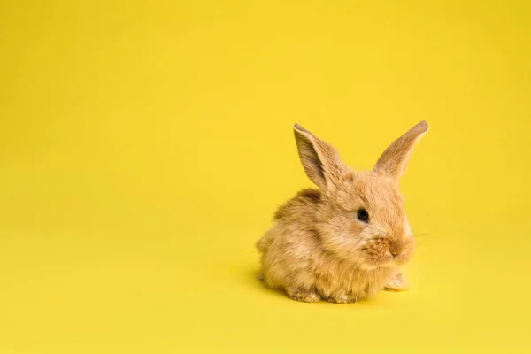 Очаровательный Пушистый Пасхальный Кролик Цветном Фоне Место Текста — стоковое фото
