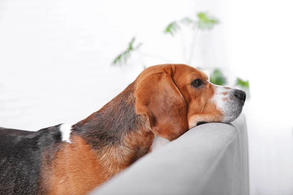 Schöner Beagle Hund Auf Sofa Drinnen Liebenswertes Haustier — Stockfoto