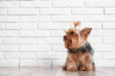 Yorkshire terrier üzerinde kat tuğla duvarın, metin için yer. Mutlu köpek