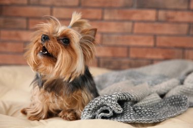 Yorkshire terrier tuğla duvar, metin için yer karşı evde beslenen hayvan yatak üzerinde. Mutlu köpek