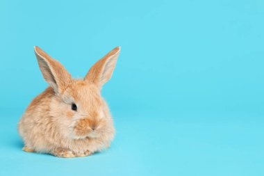 Renk arka plan, metin için yer üzerinde çok güzel tüylü Paskalya tavşanı