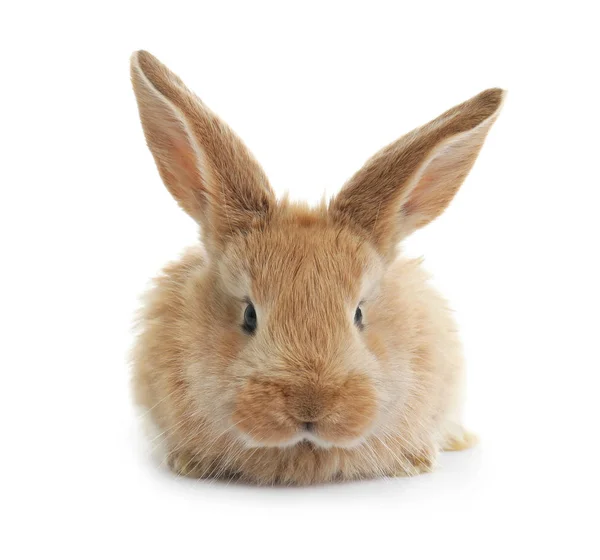 Adorable Furry Easter Bunny White Background — Stock Photo, Image