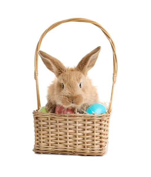Adorable Furry Easter Bunny Wicker Basket Dyed Eggs White Background — Stock Photo, Image