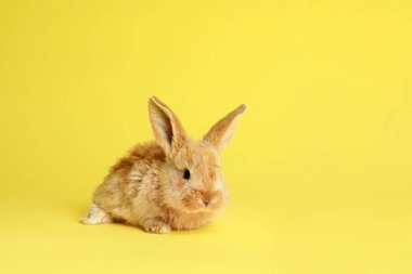 Renk arka plan, metin için yer üzerinde çok güzel tüylü Paskalya tavşanı
