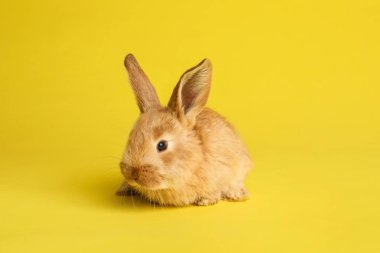 Çok güzel tüylü Paskalya tavşanı renk arka plan üzerinde