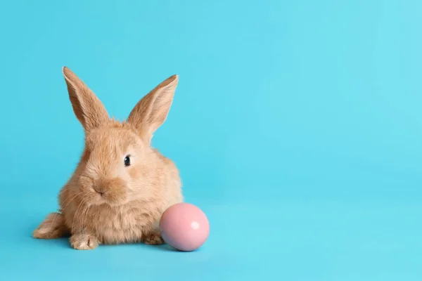 Adorable Furry Easter Bunny Dyed Egg Color Background Space Text — Stock Photo, Image