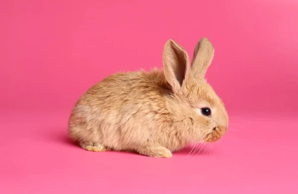 可爱的毛茸茸的复活节兔子在颜色背景 — 图库照片