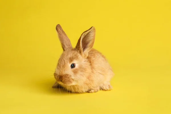 Красивый Пушистый Пасхальный Кролик Цветном Фоне — стоковое фото