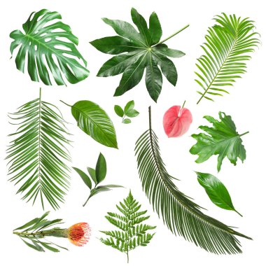 Set of different fresh tropical leaves and flowers on white background clipart