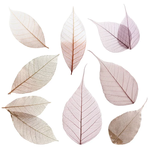 Set of decorative skeleton leaves on white background, top view