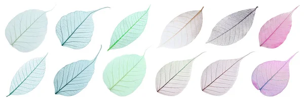 Set of decorative skeleton leaves on white background, top view